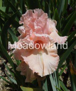 AFFLUENCE Tall Bearded