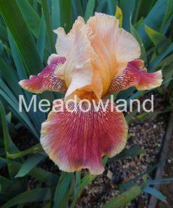 COFFEE CAPRI Tall Bearded