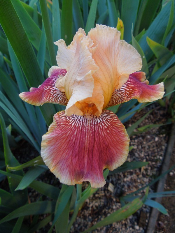 COFFEE CAPRI Tall Bearded