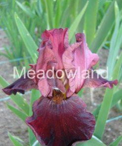 CRANAPPLE Border Bearded