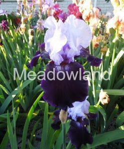 DANGEROUS MOOD Tall Bearded