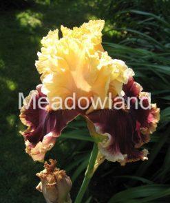 Alternative view of DECADENCE Tall Bearded