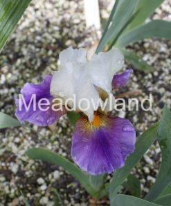 FASHION DRAMA Intermediate