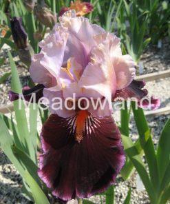 PASS THE WINE Tall Bearded