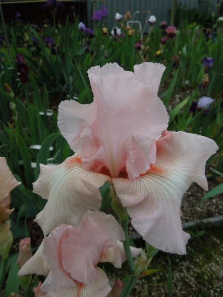 PINK CHAMPAGNE Tall Bearded