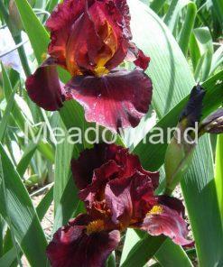 RED ZINGER Intermediate