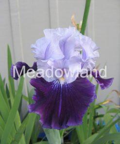 ROYAL STORM Tall Bearded