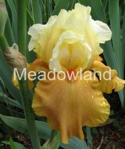 SPICED CUSTARD Tall Bearded