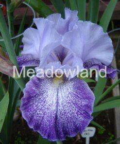 SPLASHACATA Tall Bearded