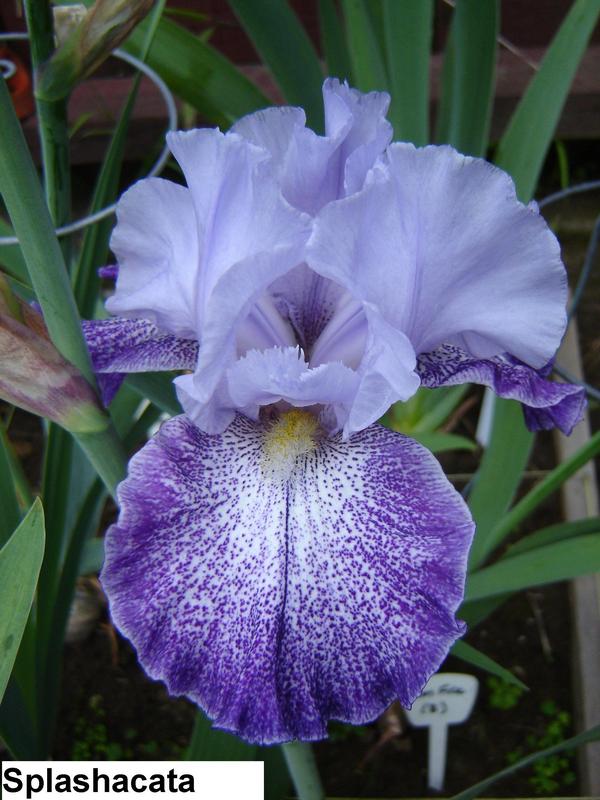 SPLASHACATA Tall Bearded