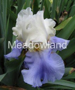 STAIRWAY TO HEAVEN Tall Bearded