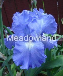 VICTORIA FALLS Tall Bearded