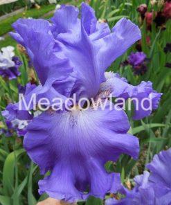 YAQUINA BLUE Tall Bearded