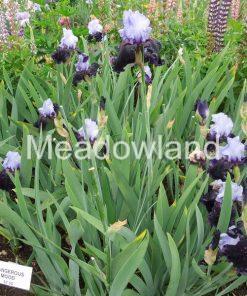 Alternative view of DANGEROUS MOOD Tall Bearded