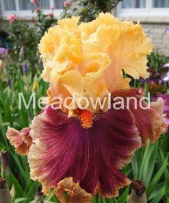 DECADENCE Tall Bearded