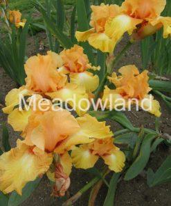 Alternative view of PRIVATE TREASURE Tall Bearded