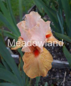 FURIOSO Intermediate