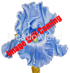 Image Still Coming