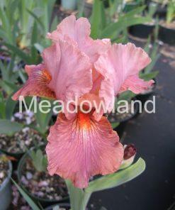 STRAWBERRY LOVE Intermediate