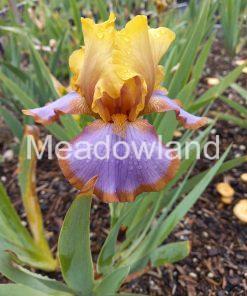 BROWN LASSO Border Bearded