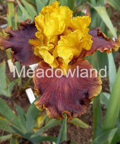 FABULOUS FIFTIES Tall Bearded