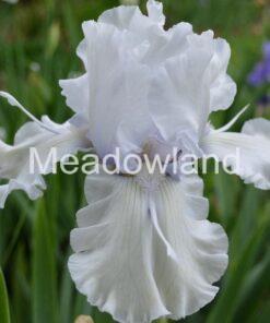 SNOW SHOES Tall Bearded