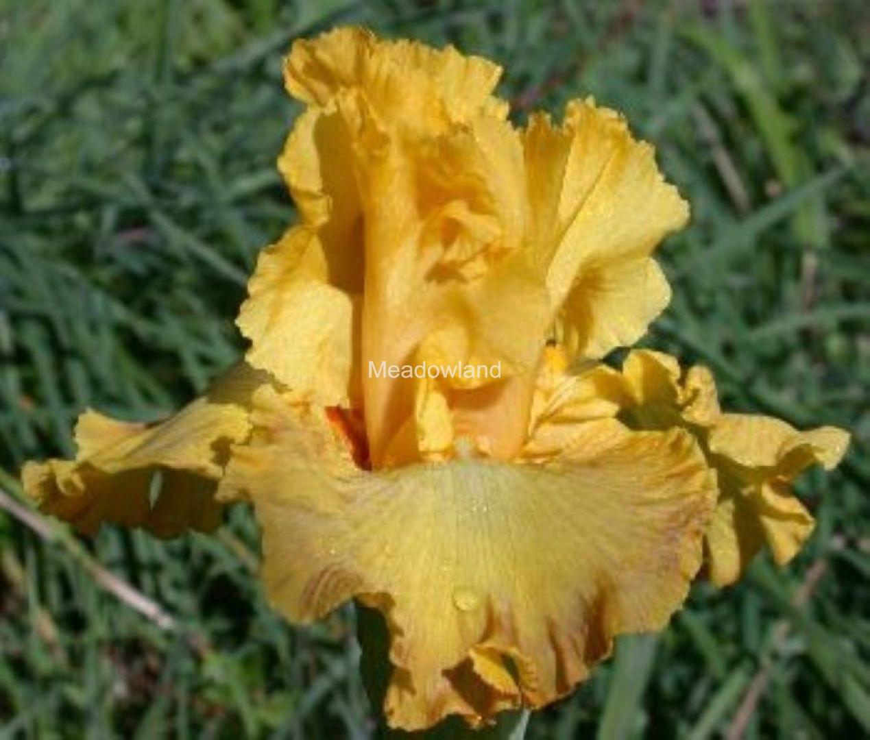 FRESH AND FRUITY Tall Bearded