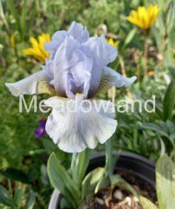 JUNE PROM Intermediate