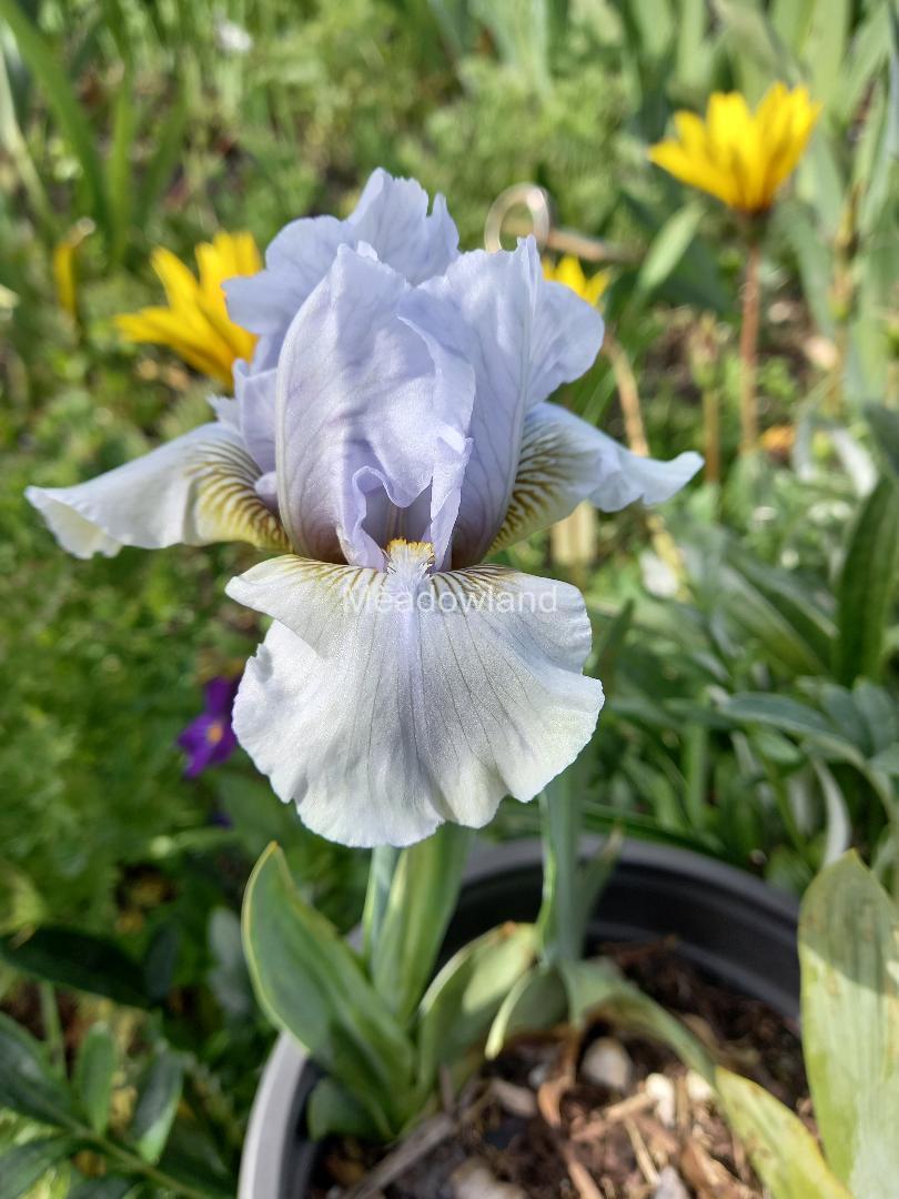 JUNE PROM Intermediate